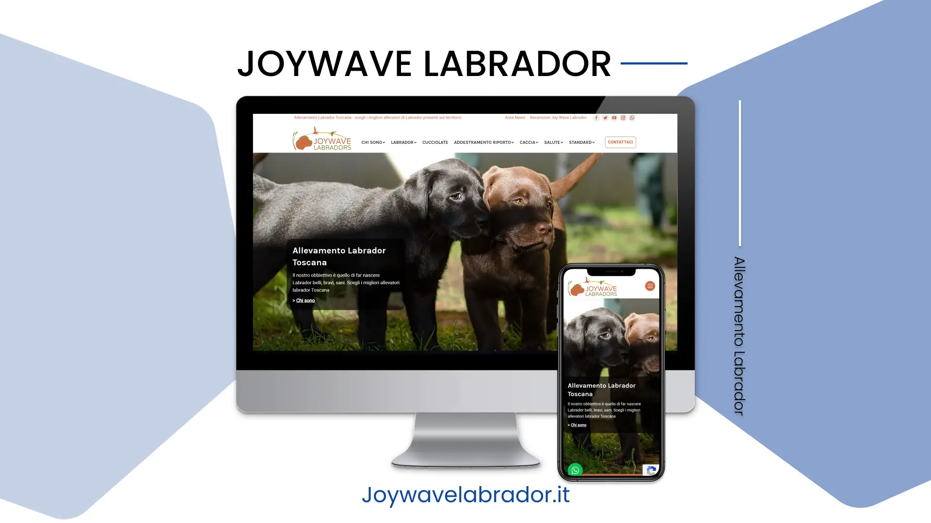 Joywave Labrador